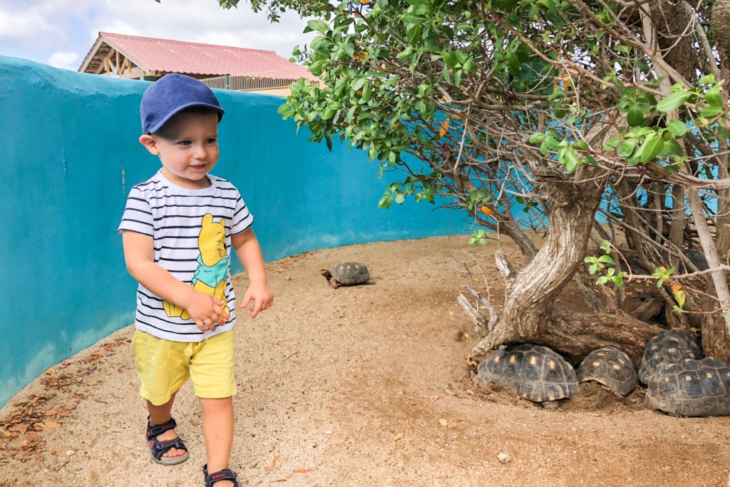 Kid and turtles