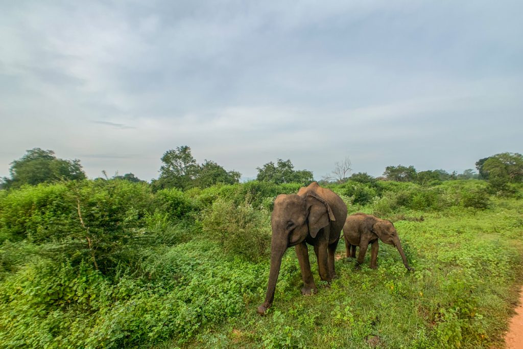 Elephants in Udawalawe Sri Lanka