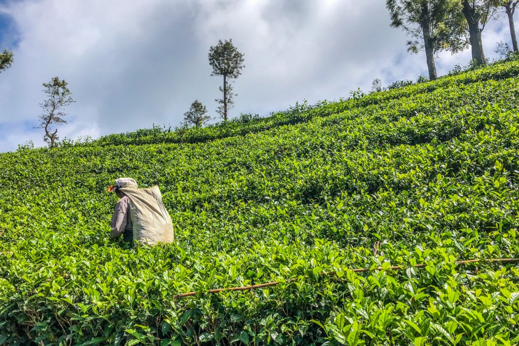 Sri Lanka's tea country