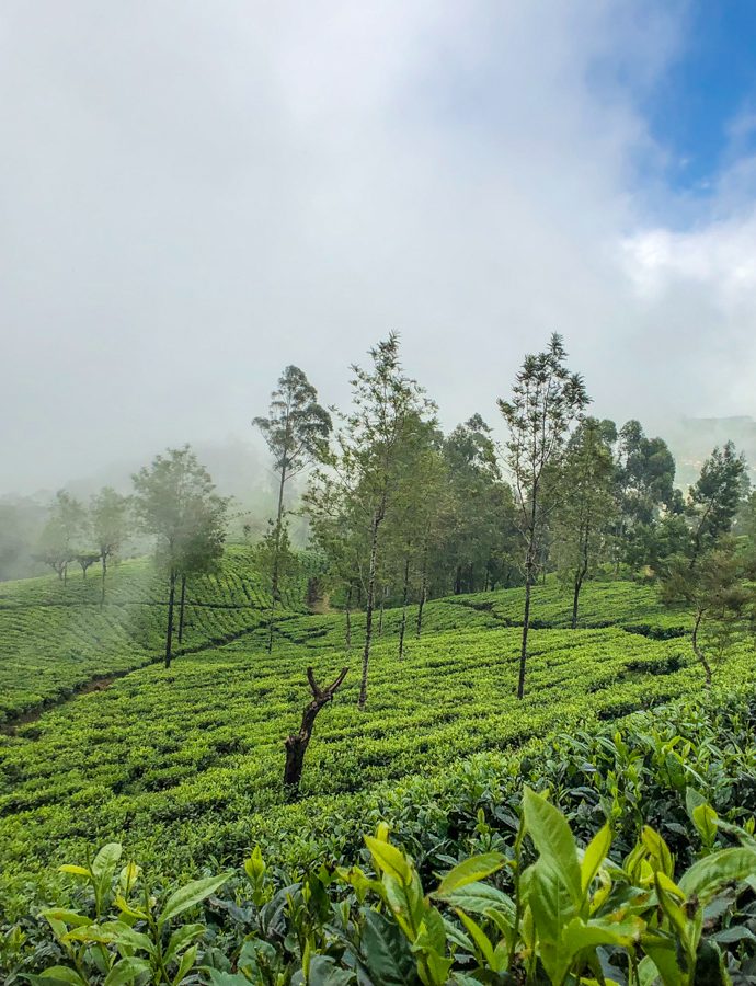 Road trip în Sri Lanka – Țara Ceaiului