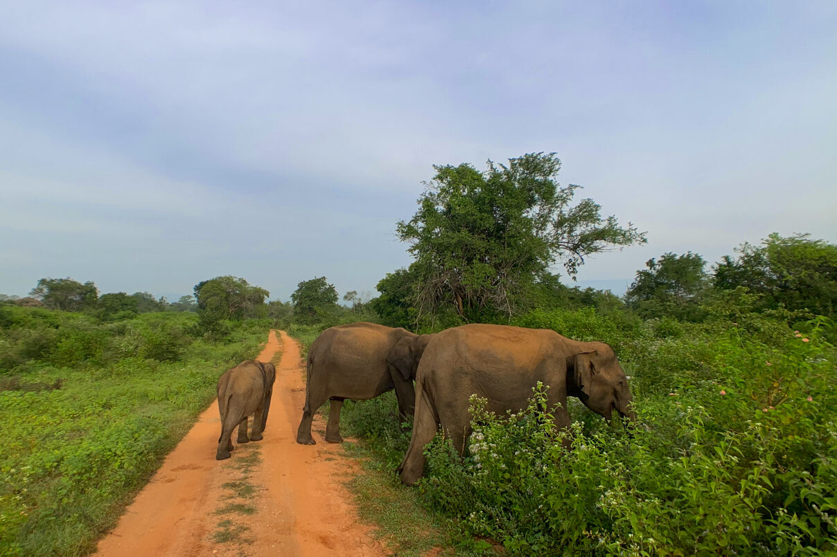 Sri Lanka safari with kids